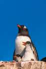 Antarctica, Petermann Island. Gentoo penguin and chicks at nest. Art Print